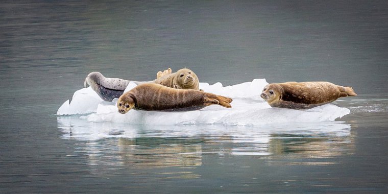 167 Glacier Bay NP, zeehonden.jpg